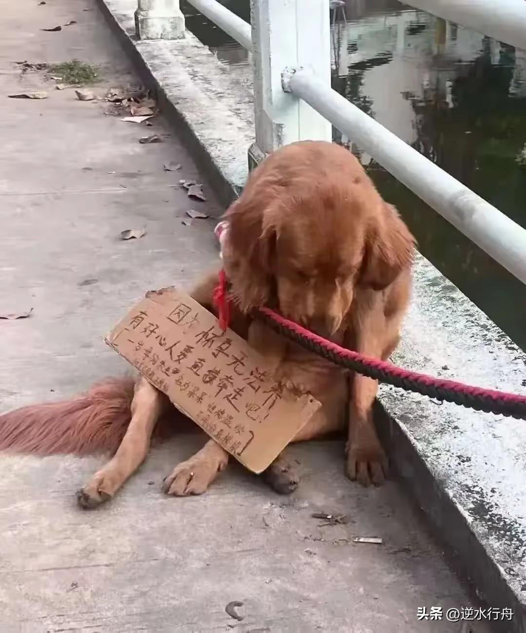 这只狗被无情抛弃了，它低着头落寞的坐在地上，脖子上还挂着块牌子上面写着“因本人怀