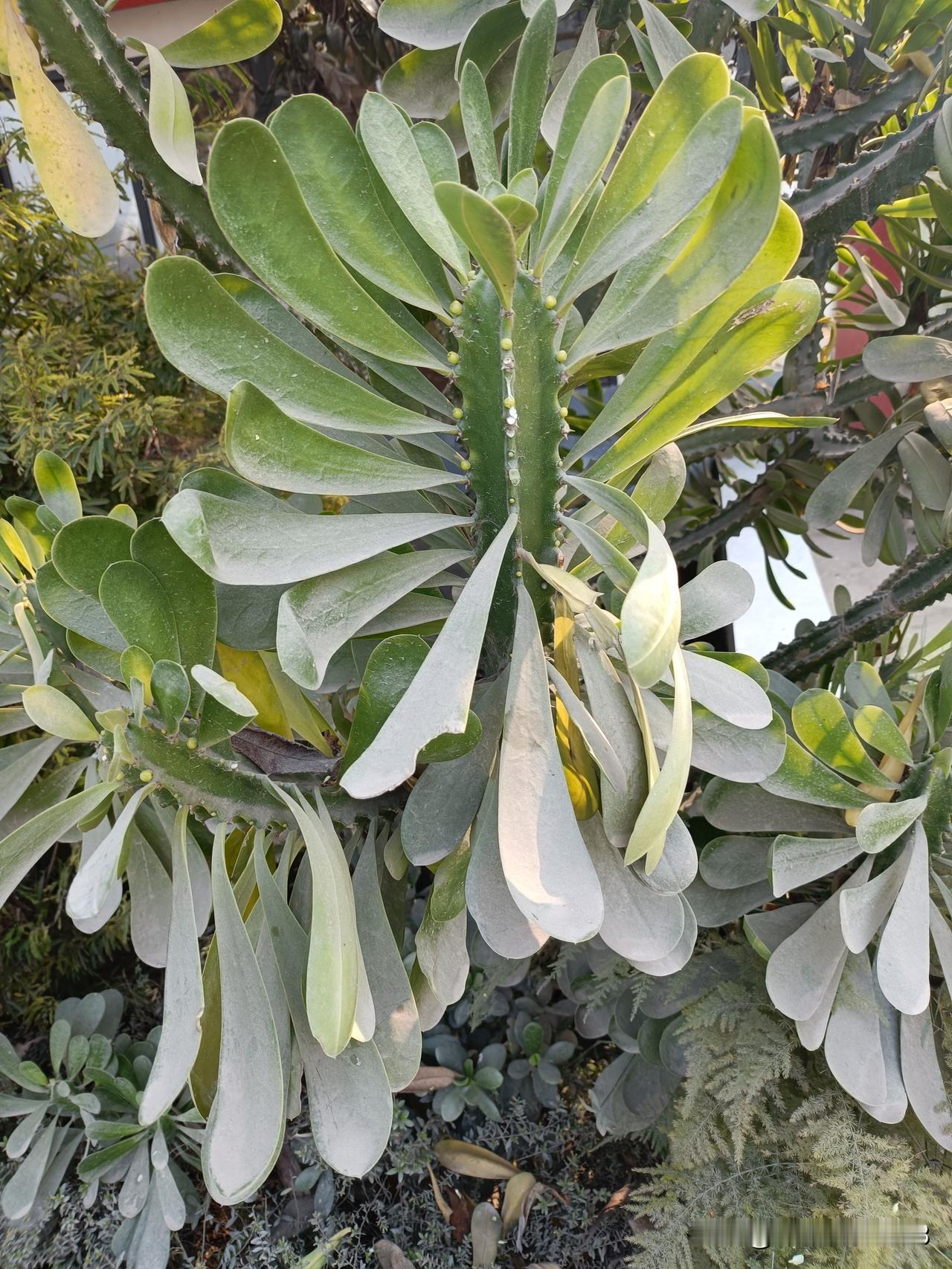 上联是：人不可貌相，怎么对下联海水不可斗量，人不可轻视。