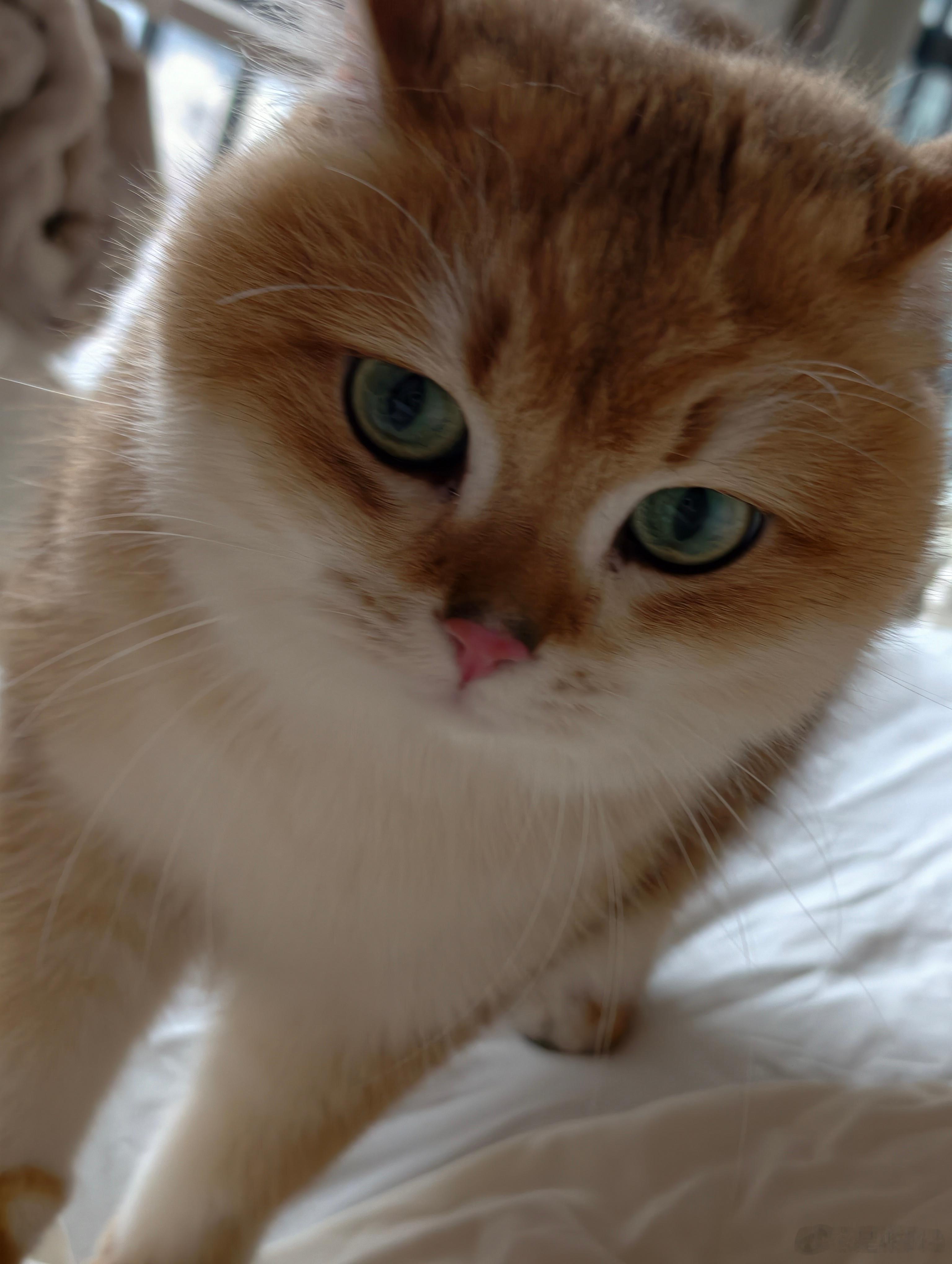 朋友家的大胖猫，这个身材一点也不曼妙 脸是真的圆 很多次想过要不要也养一只，但是