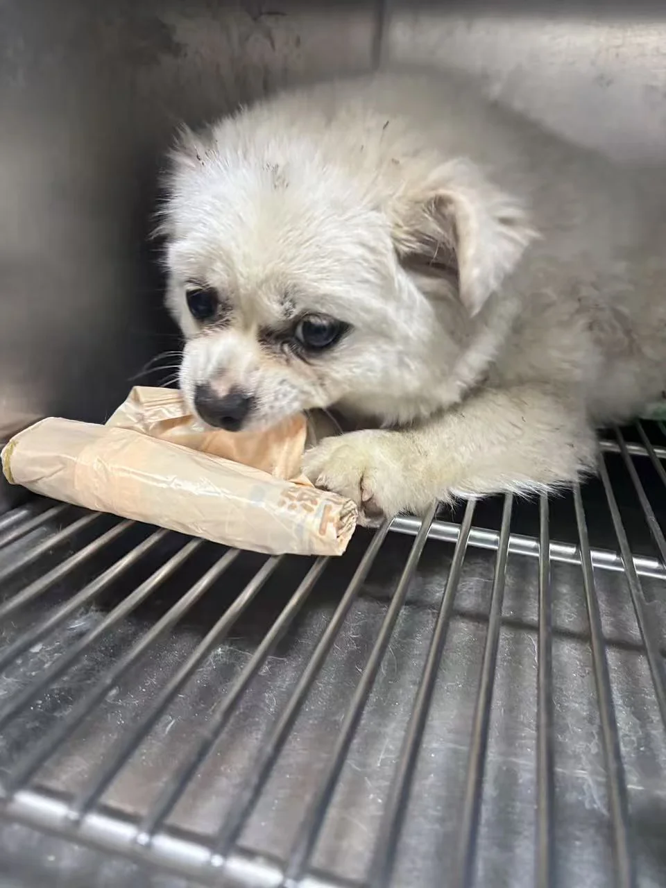 狗狗我吖 自己卖货赚手术💰