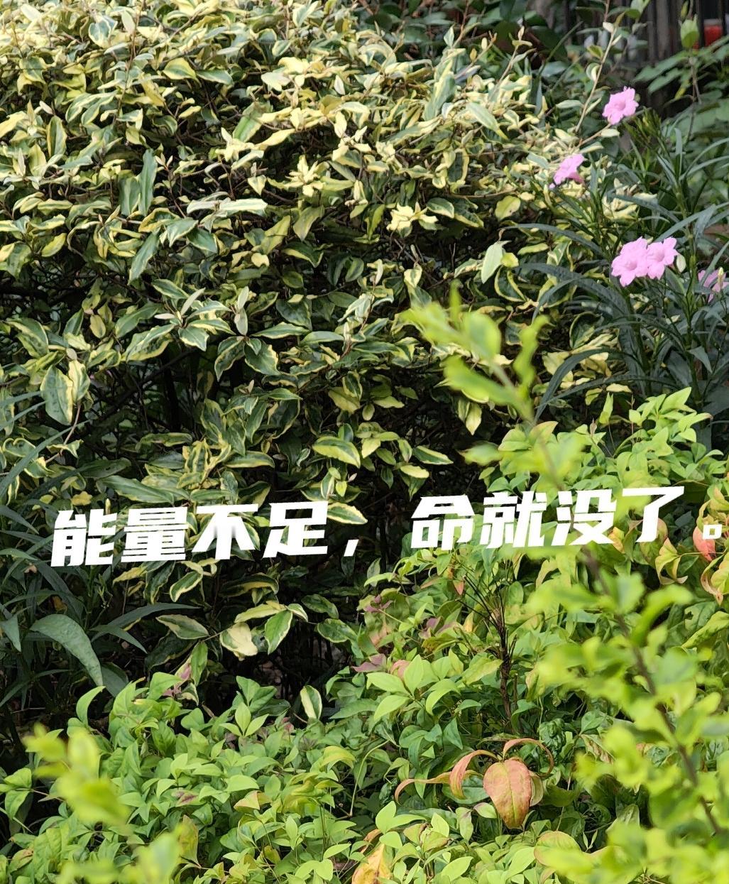 能不能活着受多方面因素的综合作用。人体像电量一样能量不足，命就没了。心神不宁，胡