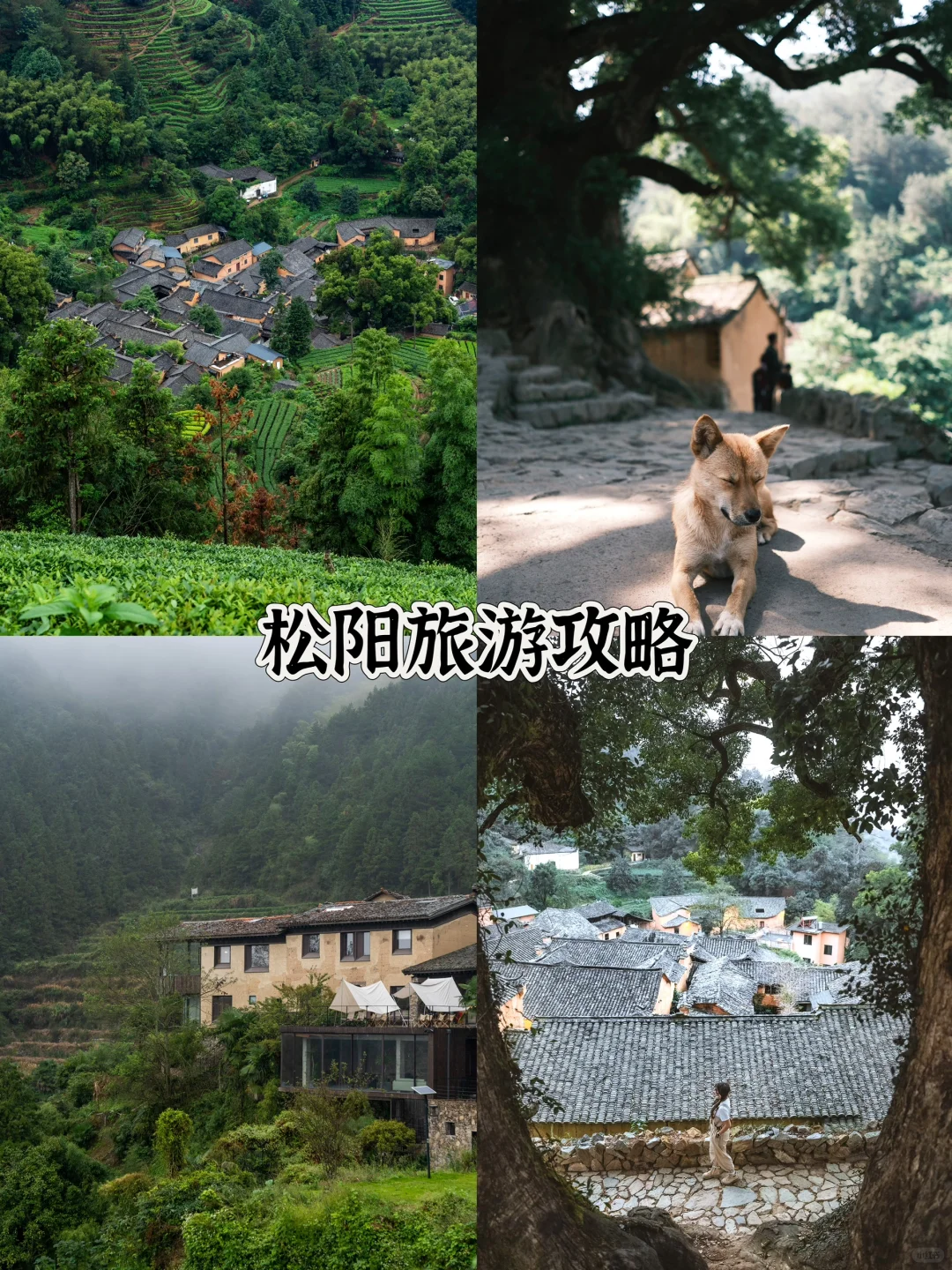 J人纯享版|松阳旅游攻略