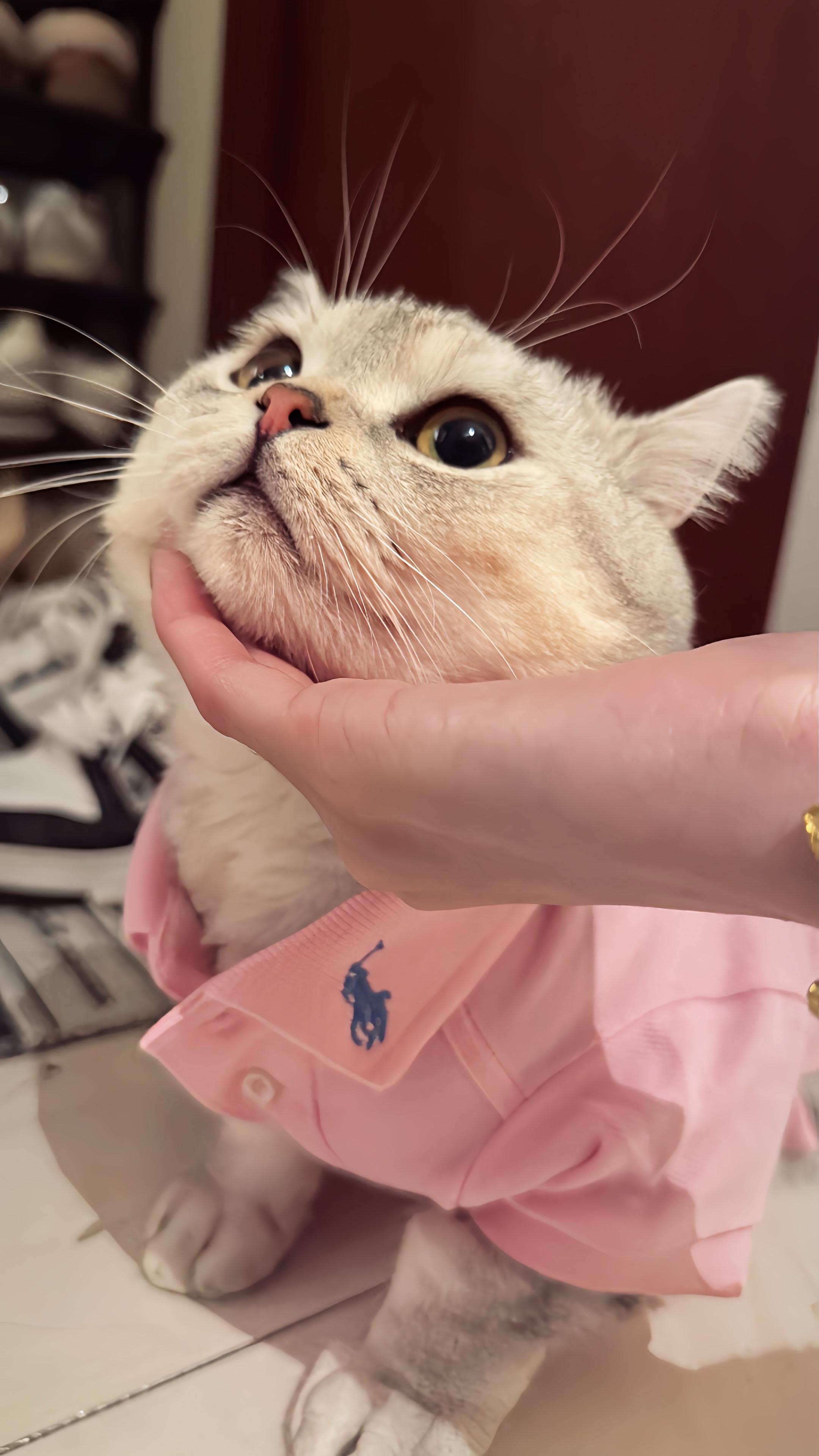 谁家的老钱小猫🐱