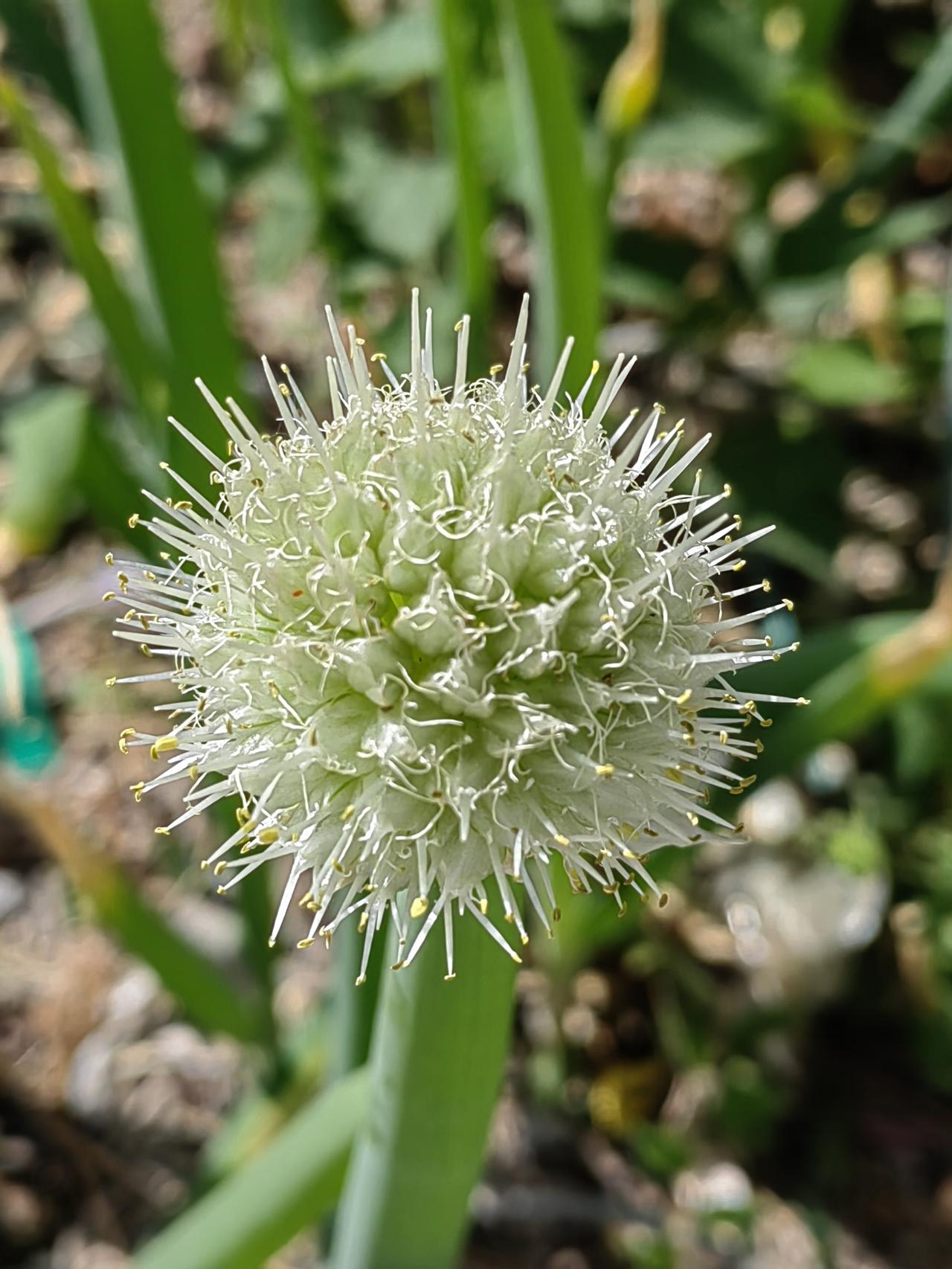 有一老头儿，自家人长期霸占着路边划线编号停车位，不动地方不交费，距离100米处有