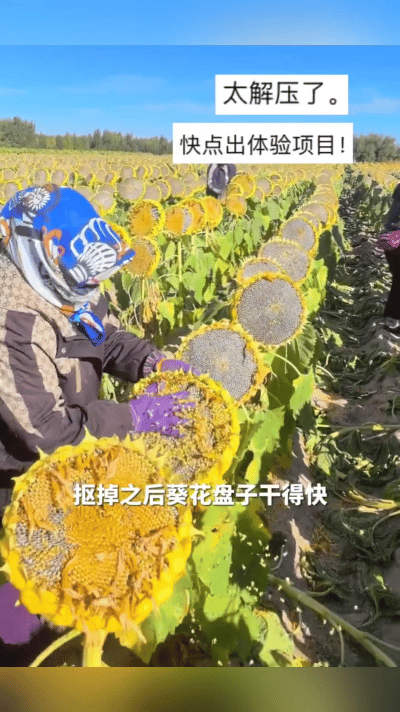 有没有见过给向日葵“洗脸”的？近日在内蒙古通辽的田野上，这个有趣的画面瞬间刷屏，