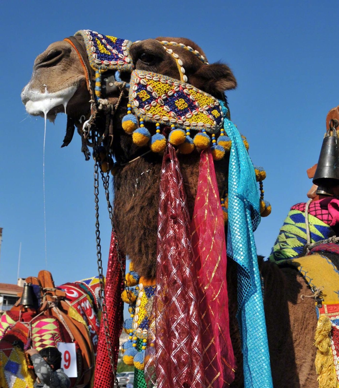 【离谱又好笑！为选美给骆驼整容，20 头直接被取消资格】20头骆驼被整容取消选美