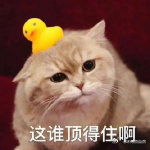 苹果安卓终于能对齐颗粒度了 装备一直在悄悄升级，各个品牌都在优化，普通人日常使用