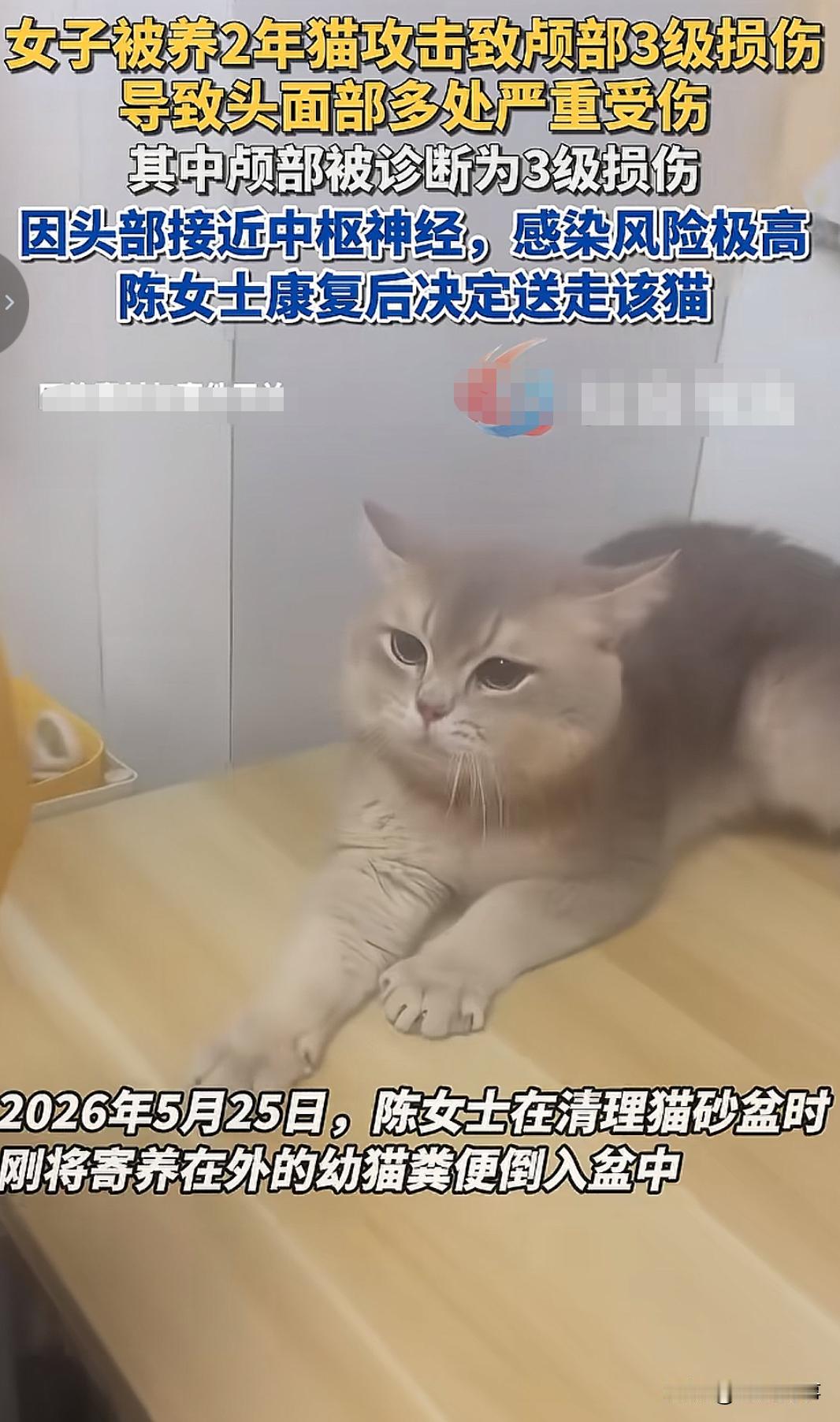 你敢相信？一个女子竟然被自家养的猫抓成颅部三级损伤！
面部和手部也有很多伤痕！
