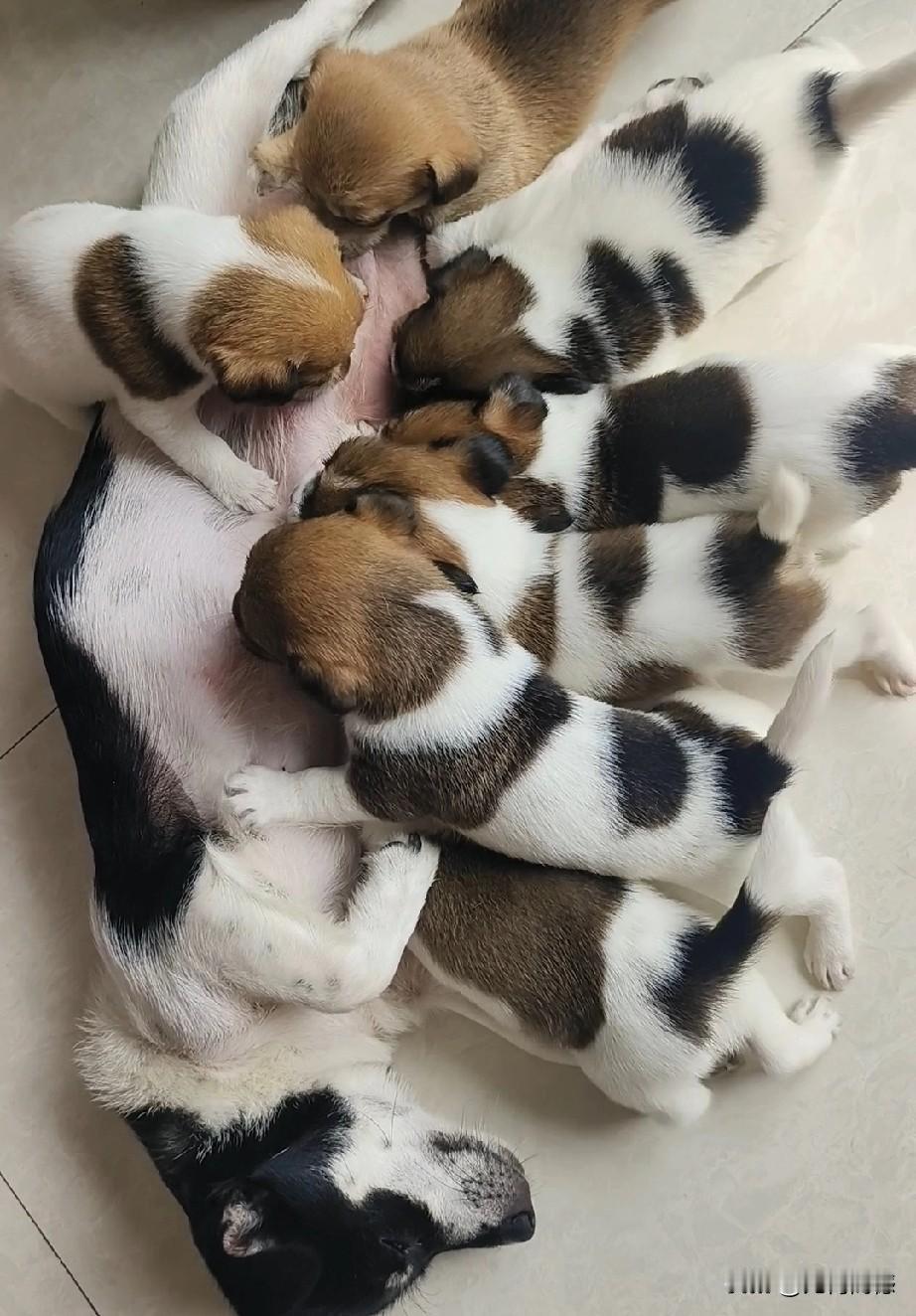 狗妈妈和孩子们在一起的画面，没事的时候我都会看一看，因为它生下的七个孩子，我只留