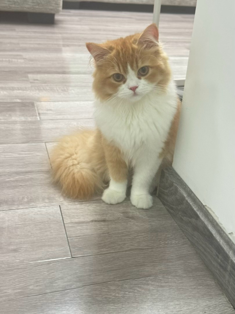 每日萌宠打卡萌宠第一张是四个月的猫猫，第二张是一岁零三个月的猫猫，感觉变化不是很