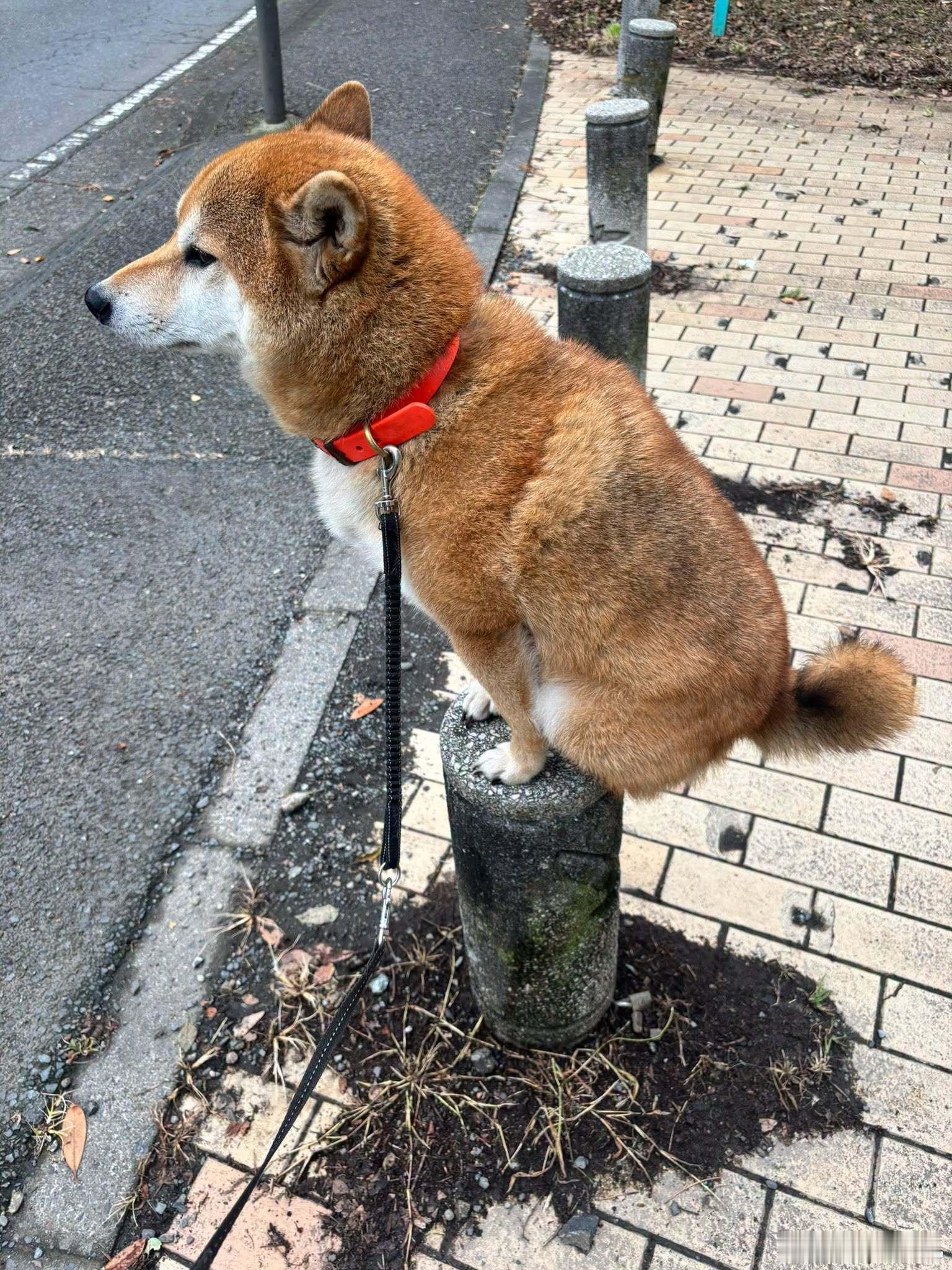 散步到一半，自己跳上去后，就不下来了 