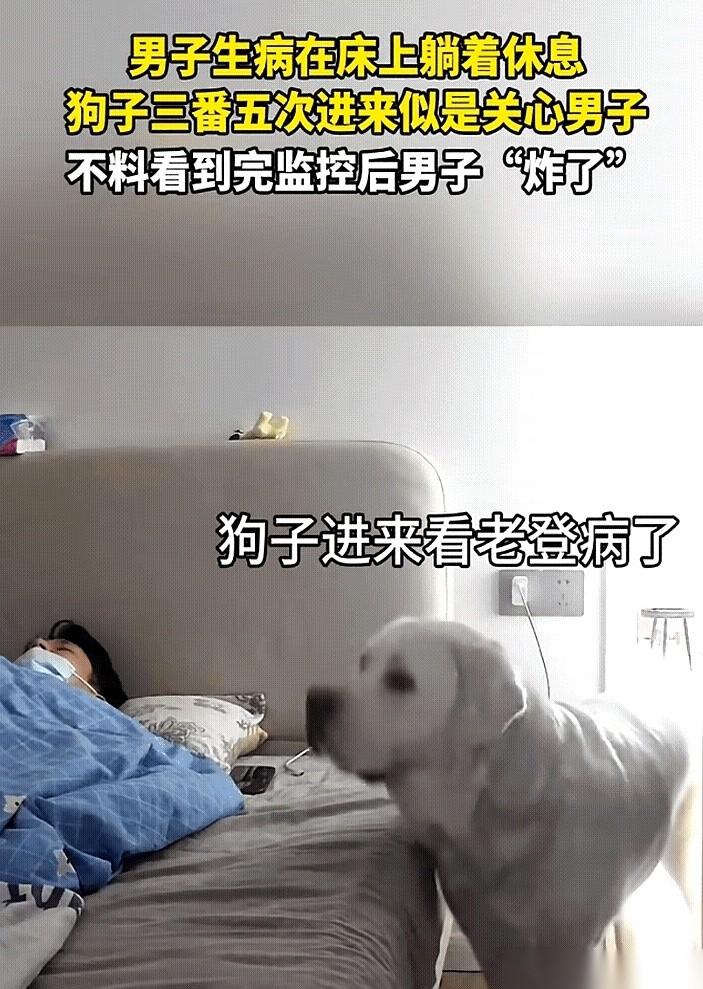 千万别轻易自我感动，尤其是在你家狗面前。
我，就是那个活生生的、刚被上了一课的“