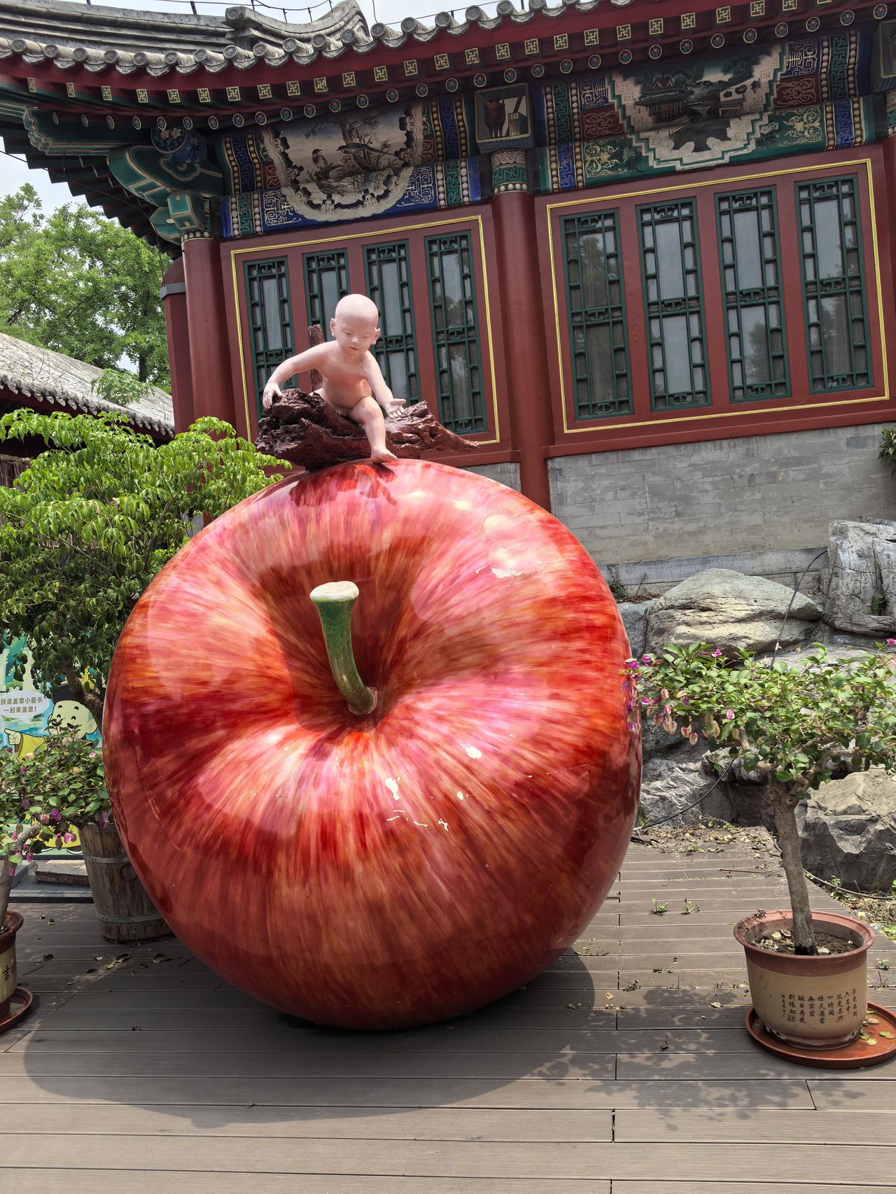 看看大苹果