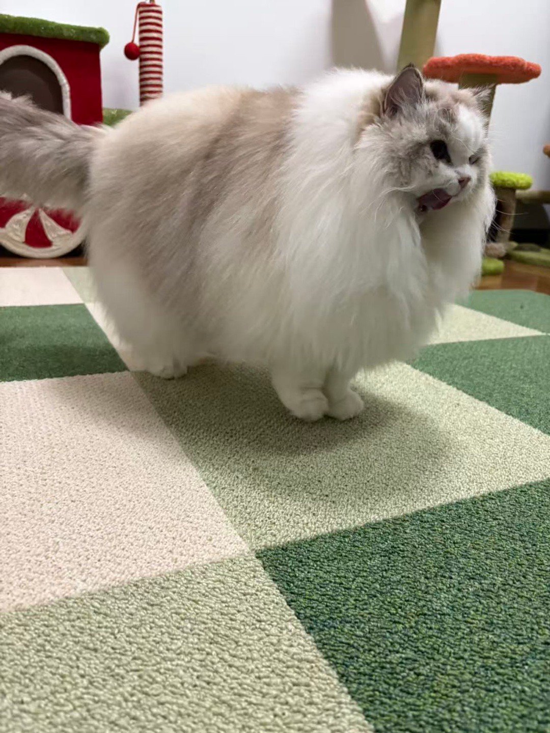 马年养小马（家长） 