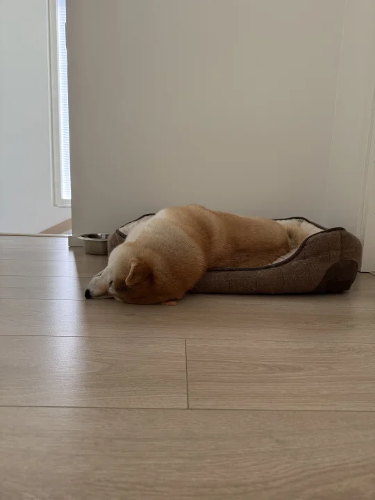 谁家狗狗这样睡觉
