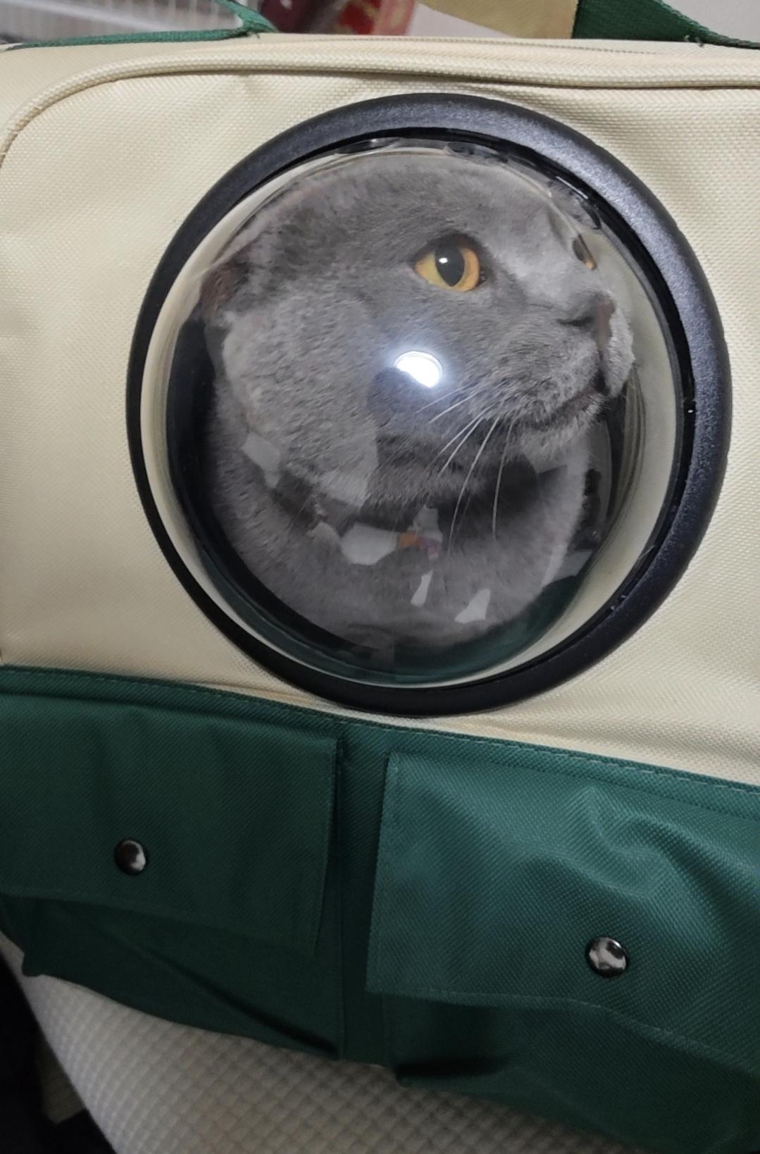 冬日生活打卡季本喵已搭乘太空舱准备出发，今天也是被揣在包里的一枚高冷帅哥。