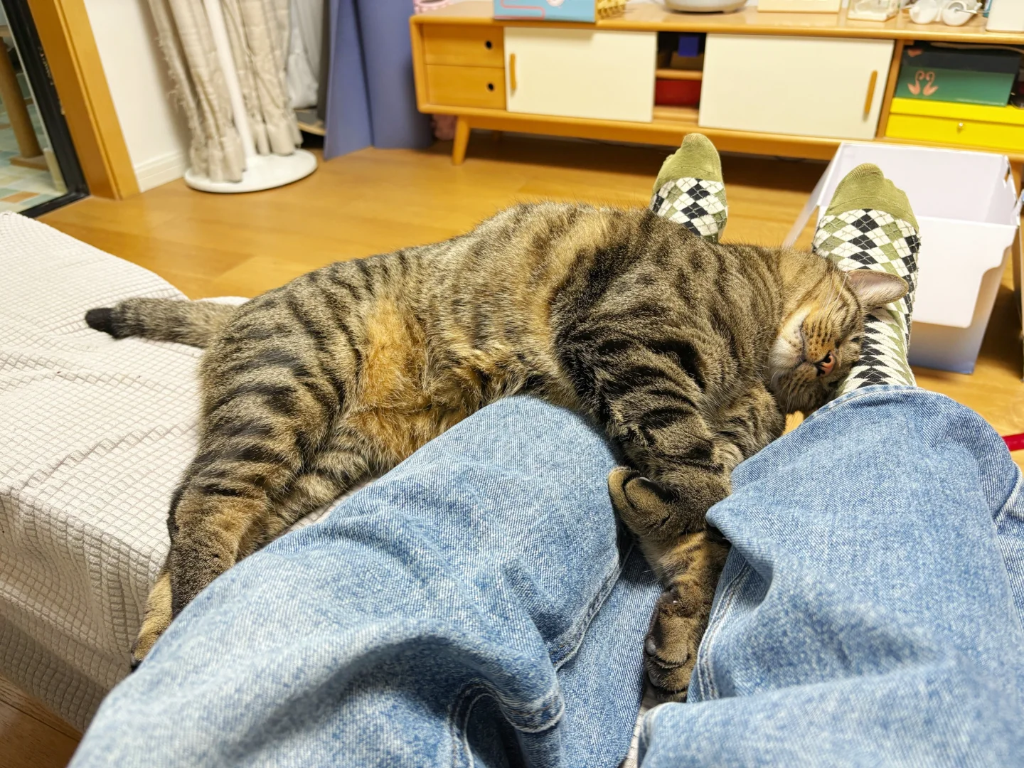一些小猫爱我的瞬间