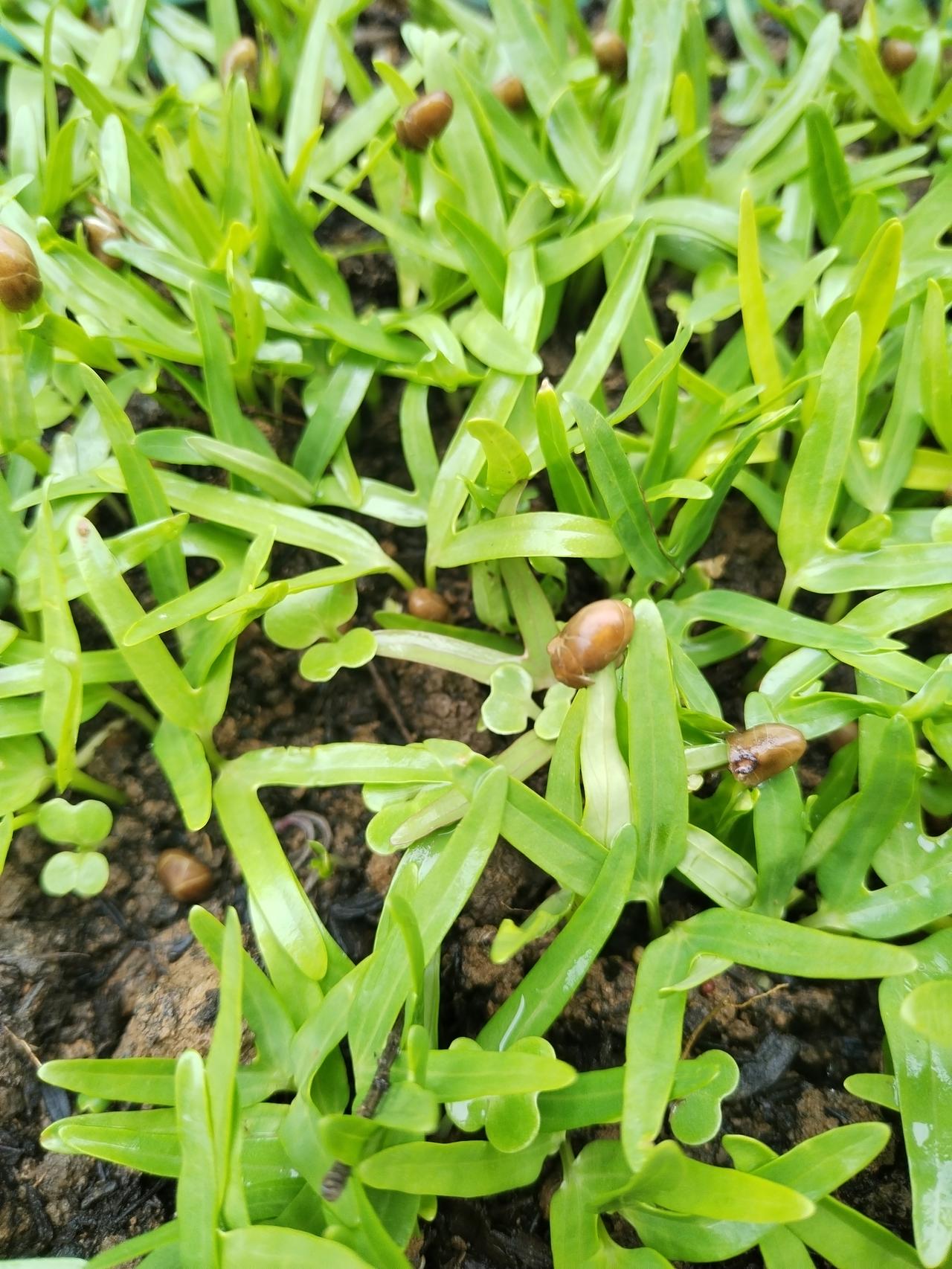 【趣联联趣】
上联：竹苗，初蒸递酒庭前客
下联：？
【一字千金】
《访春·其四》