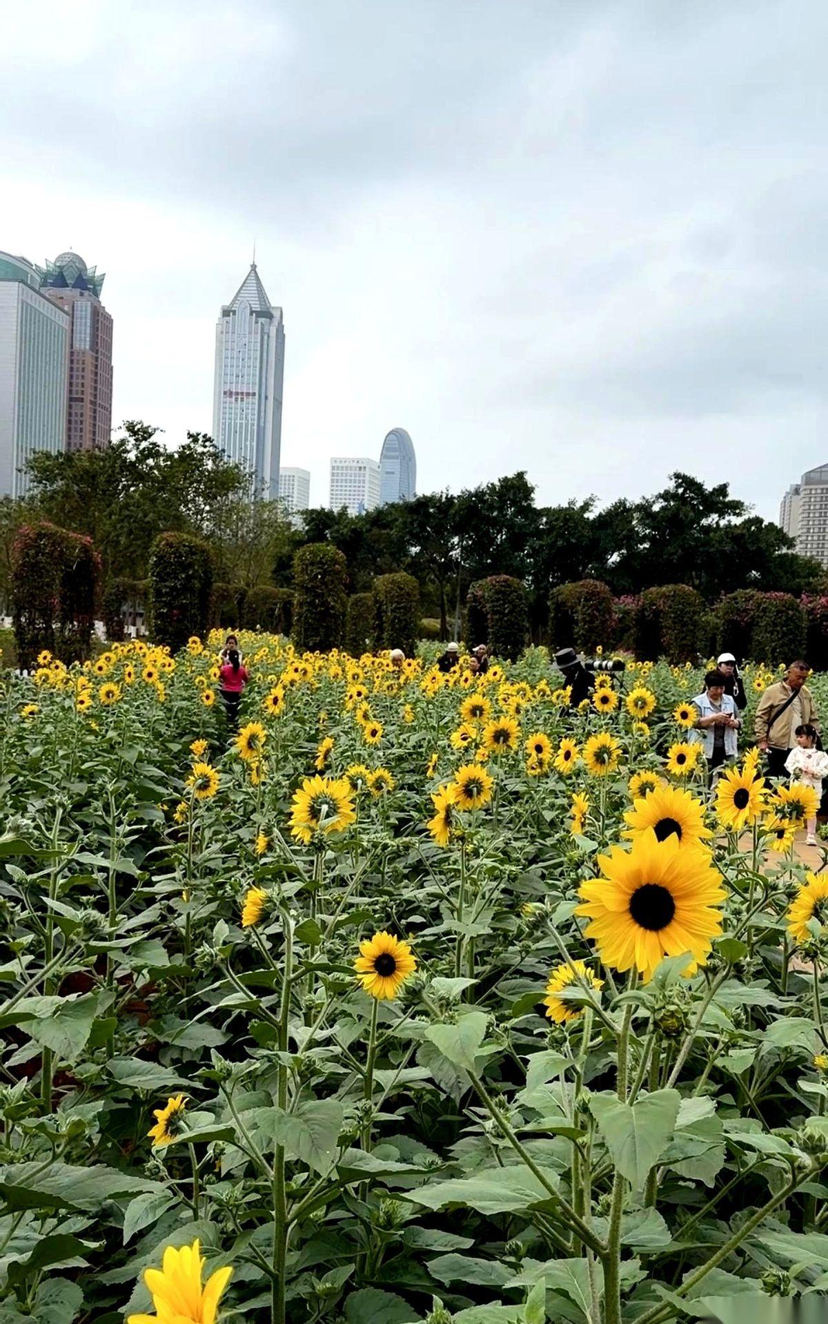 我跟你说，去海南，你得先过鼻子这一关。
真的。
这不是开玩笑。
我住的酒店，连锁