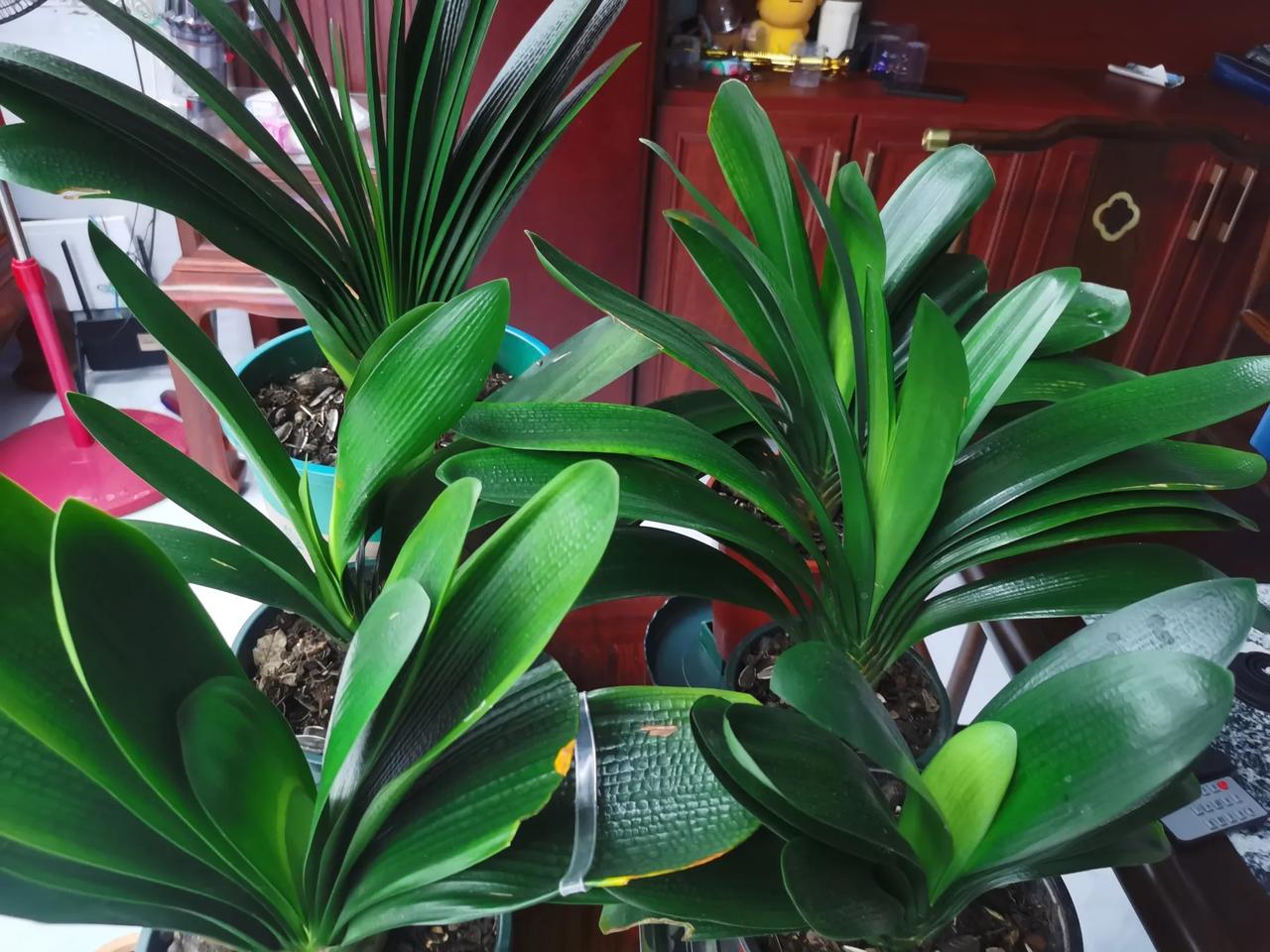 中秋月饼样太多，
质量好坏难把握。
并非贵的是好货，
还是传统心里妥。

#记录