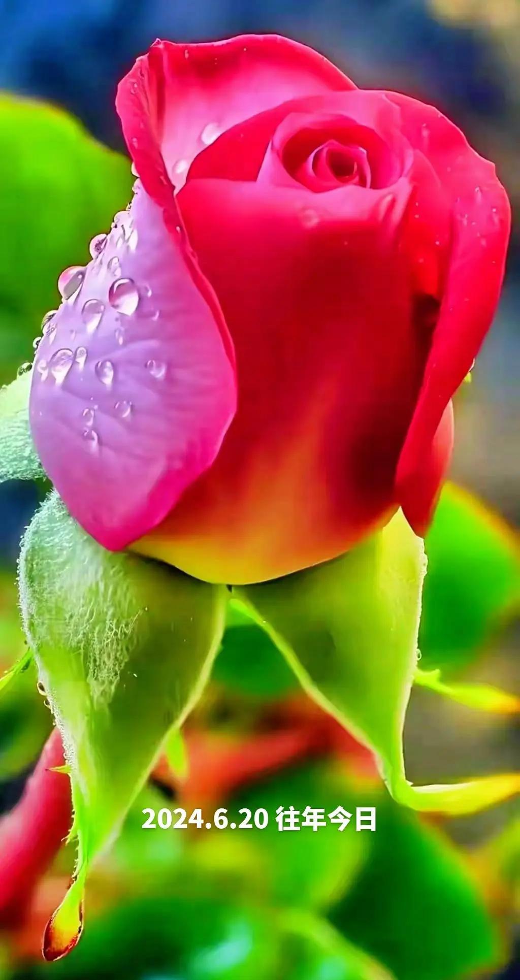 带露水的玫瑰 花开富贵好运来 花的哲思