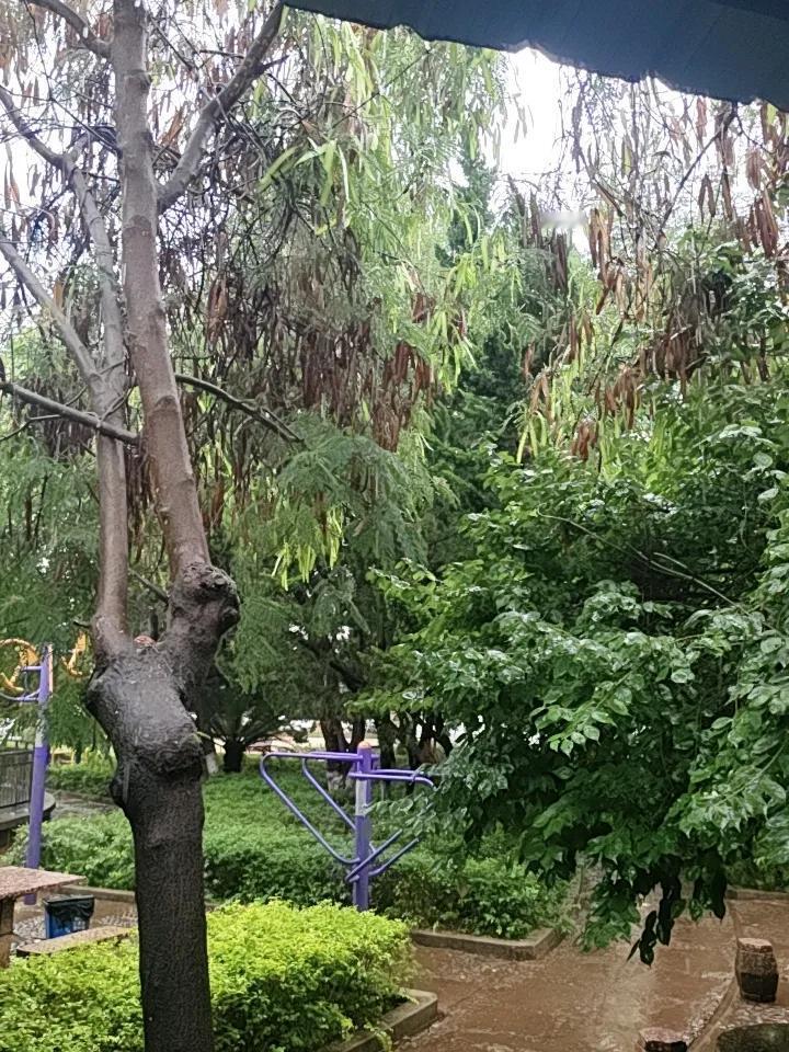 昆明热了好几天，这雨终于来了，还下得挺大。之前热得人简直要冒烟，出门就像进了蒸笼