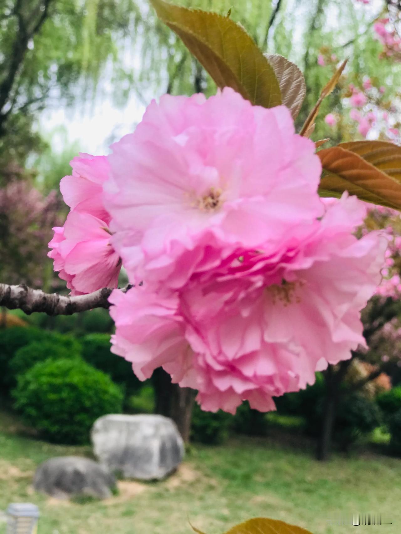 春日景色随手拍