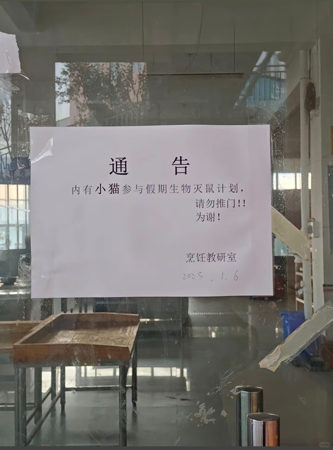 寒假被留校的猫猫 