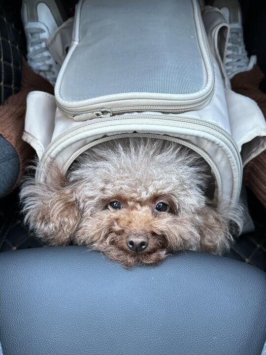 单纯晒狗🐶