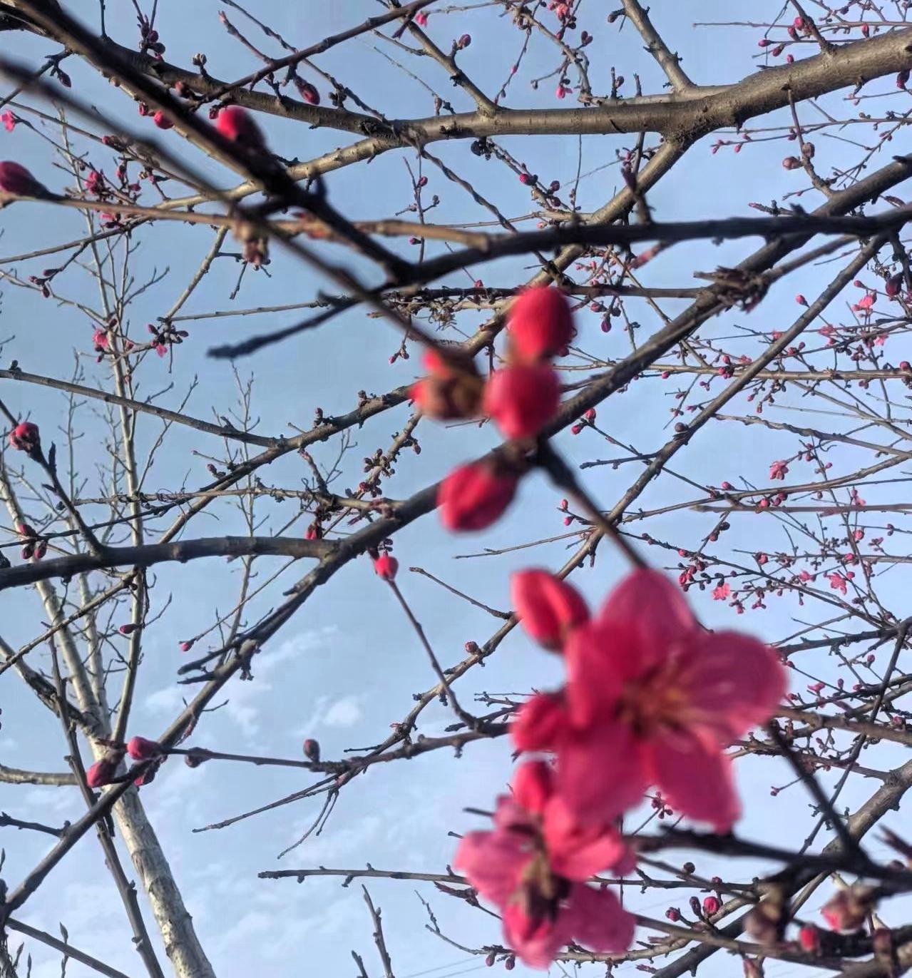 春日路边的小惊喜
 
下班回家路上，一眼就被路边这满树的花给绊住了脚！粉嫩嫩的花
