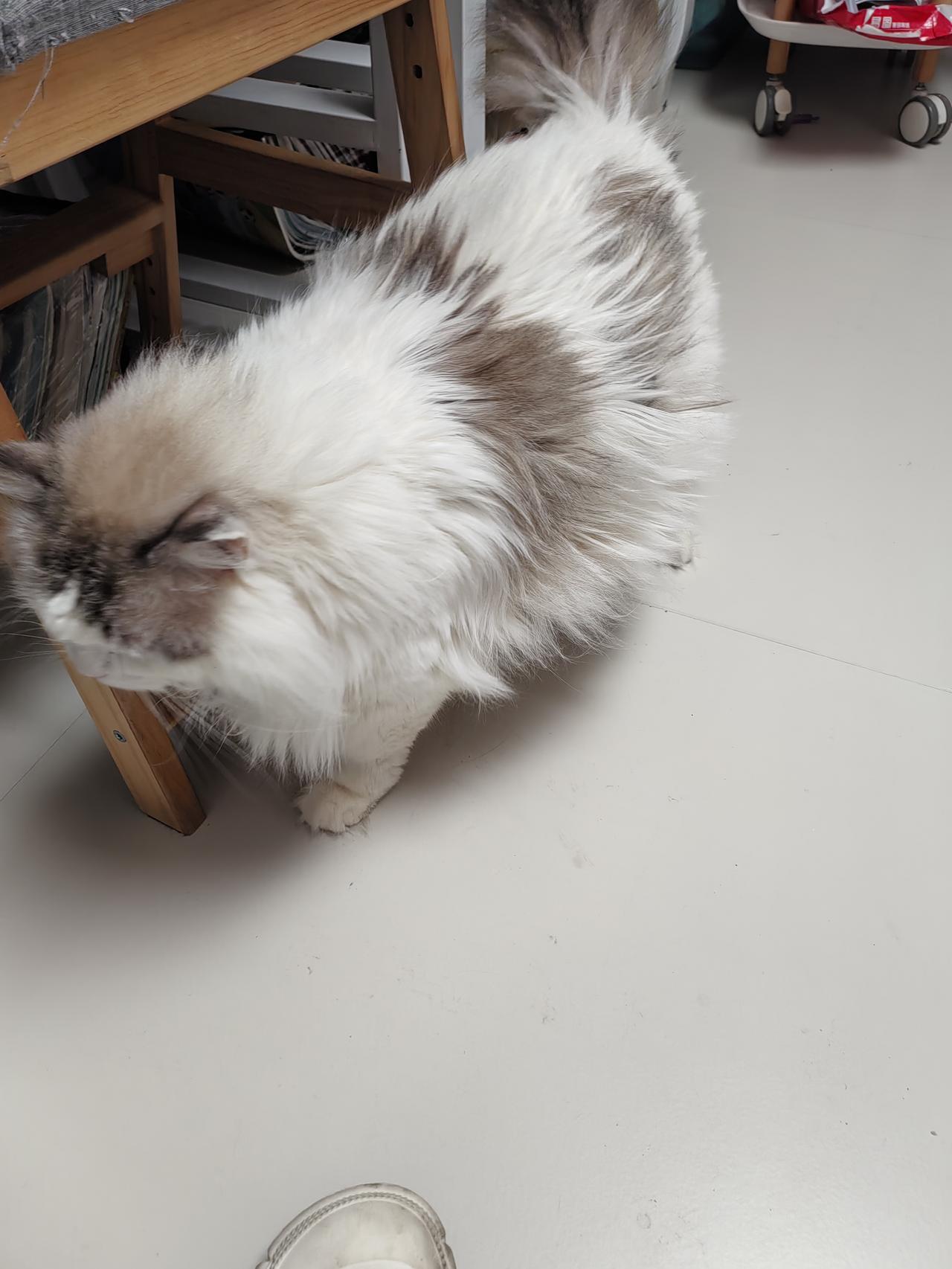 这两只大猫太聪明了，我跟它们不熟，但是我跟芝麻糊说话，它都照着做。据说，智力相当