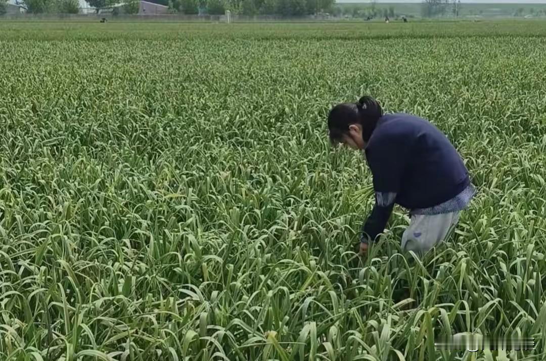 “世界大蒜看中国，中国大蒜看金乡”
不明白，河南蒜薹滞销为啥这么火？隔壁产蒜大省