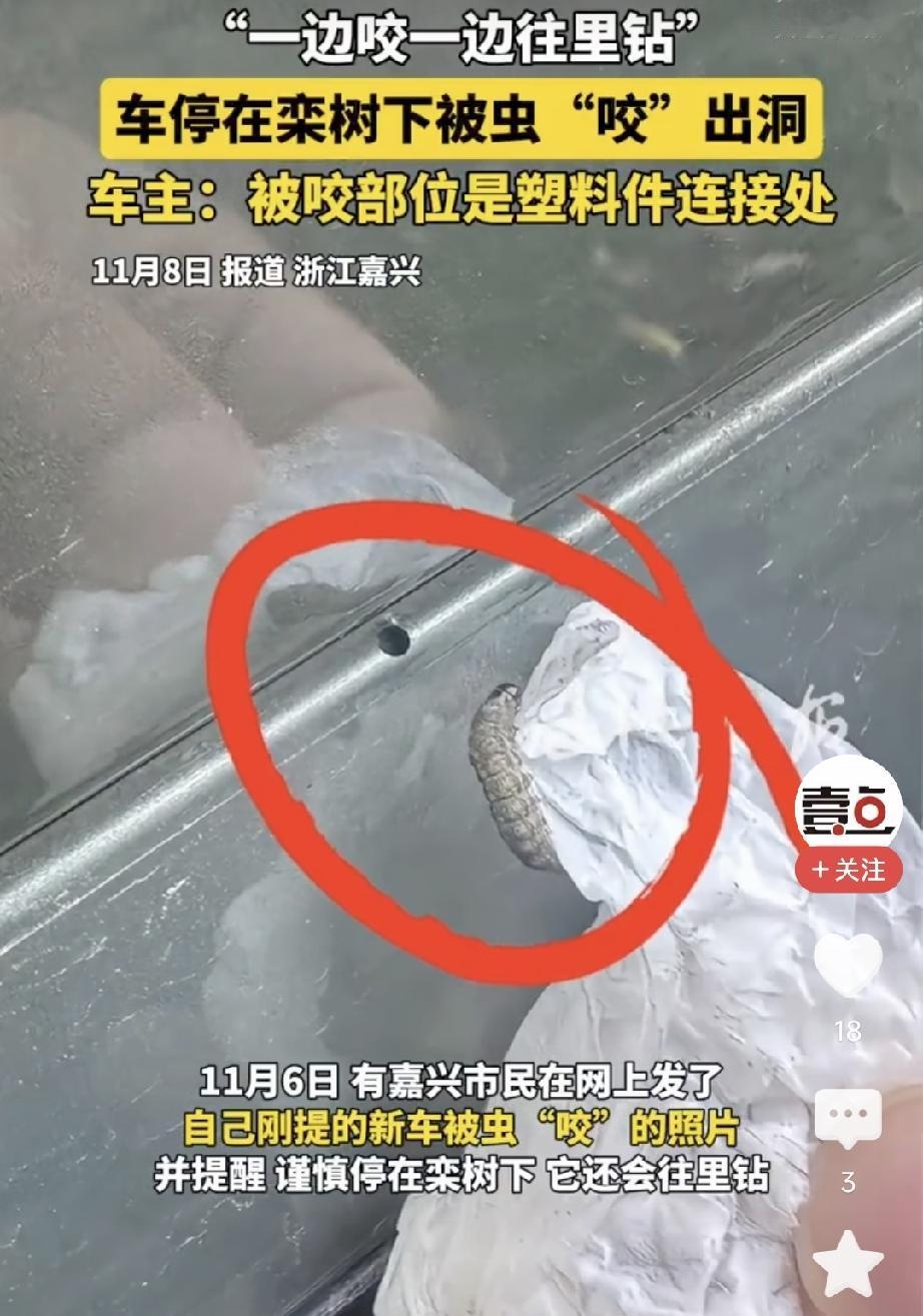 “汽车被虫子咬了个洞”

刚刚看到个稀奇事，在南方一些地方，停在栾树下的车辆被虫