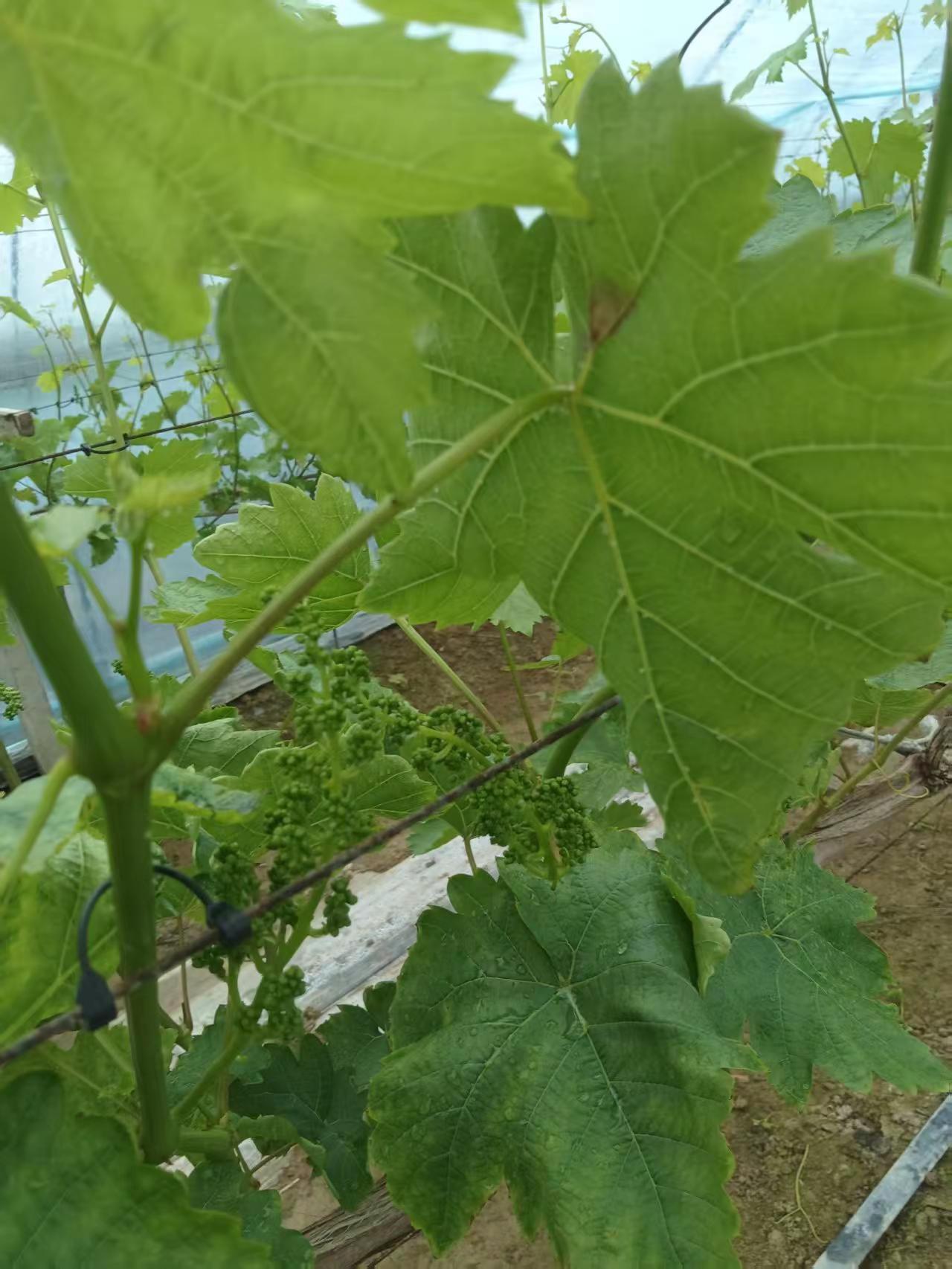 授人以渔，判断病害。1.一眼看到灰霉病斑，这是基本功，可细看还有别的。2.叶子边