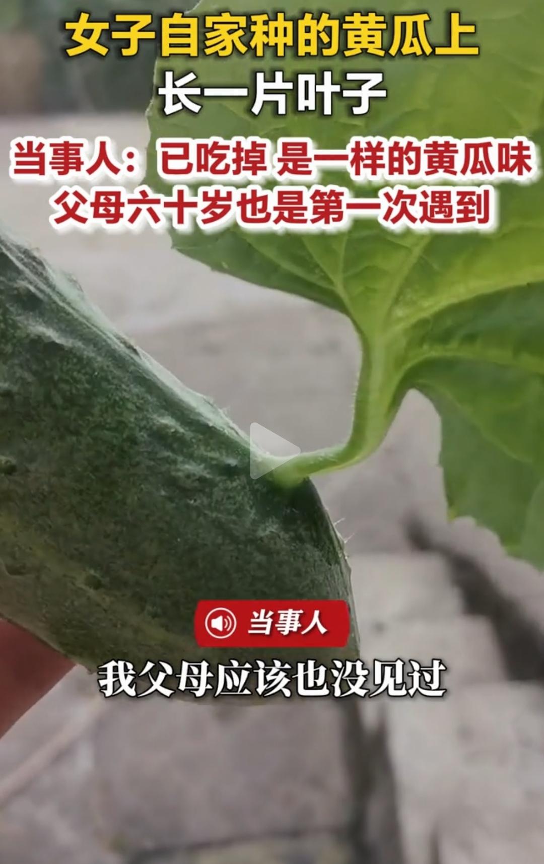 女子自家种的黄瓜上长了一片叶子

黄瓜身上长叶子？四川广安，一女子去菜园摘黄瓜，