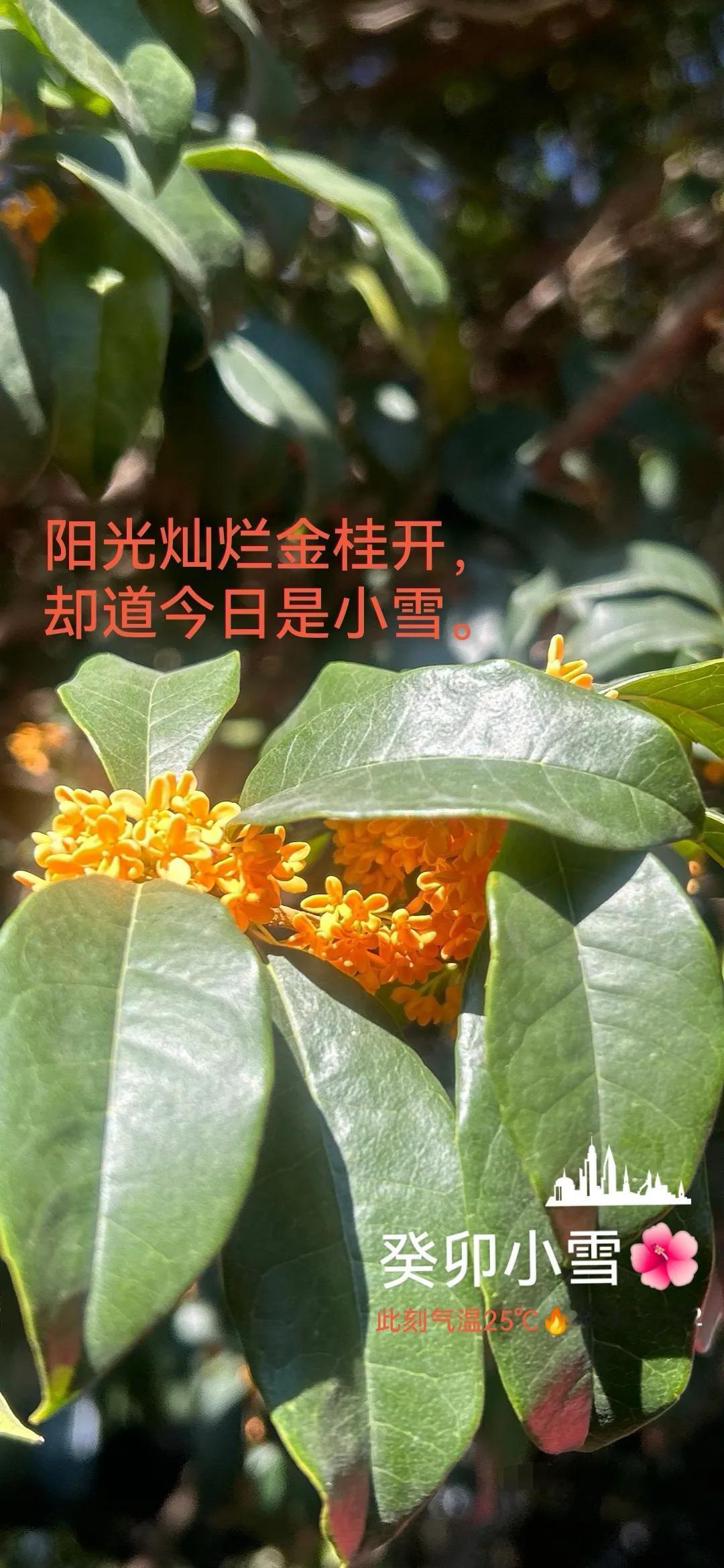 去年小雪赏金桂，
暖风吹过乌桕树。
今天又是一年小雪日，怎么过，和谁过？[可爱]