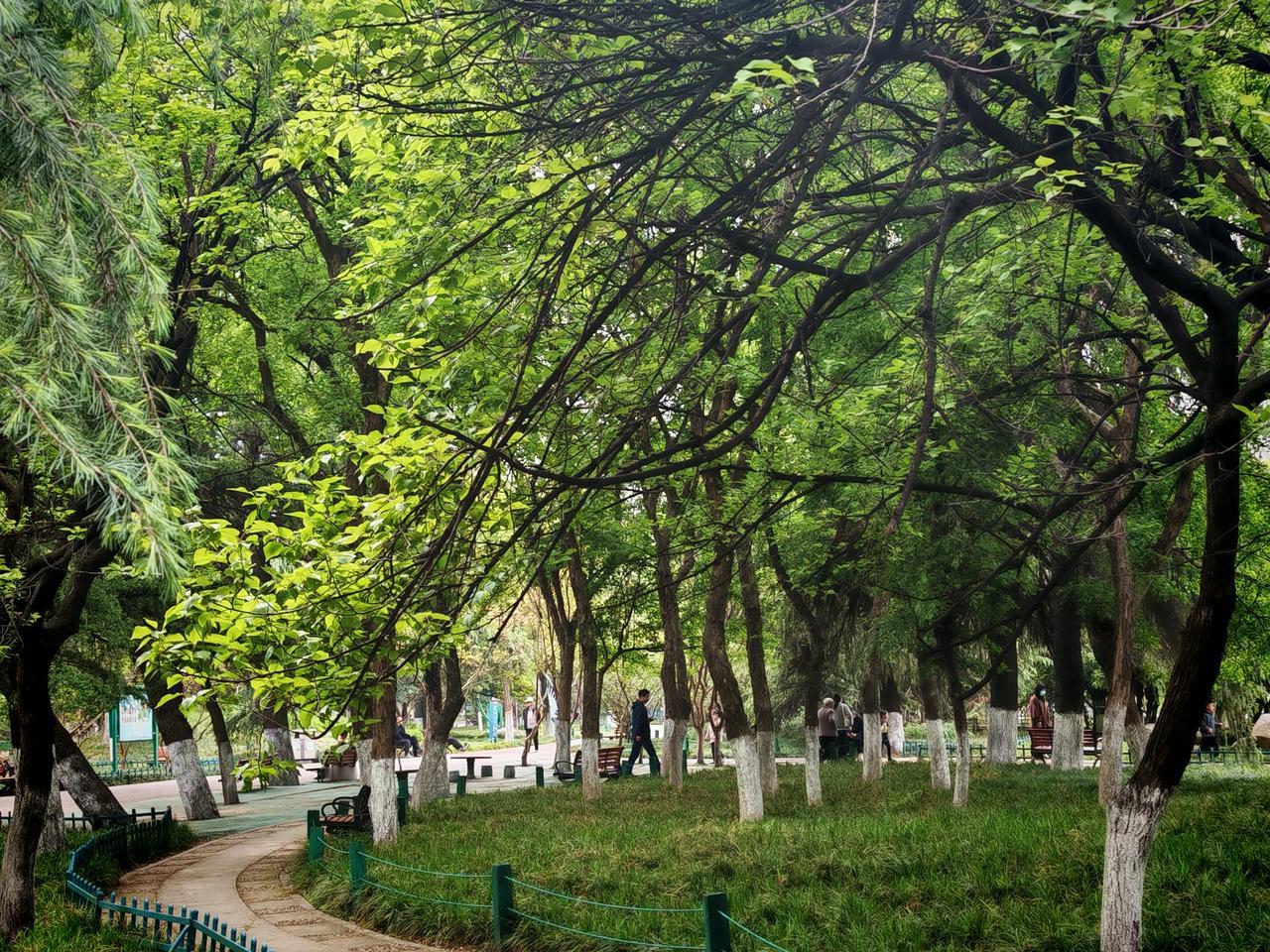 杏开花结果风景不错