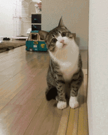 猫猫贴脸卖萌 