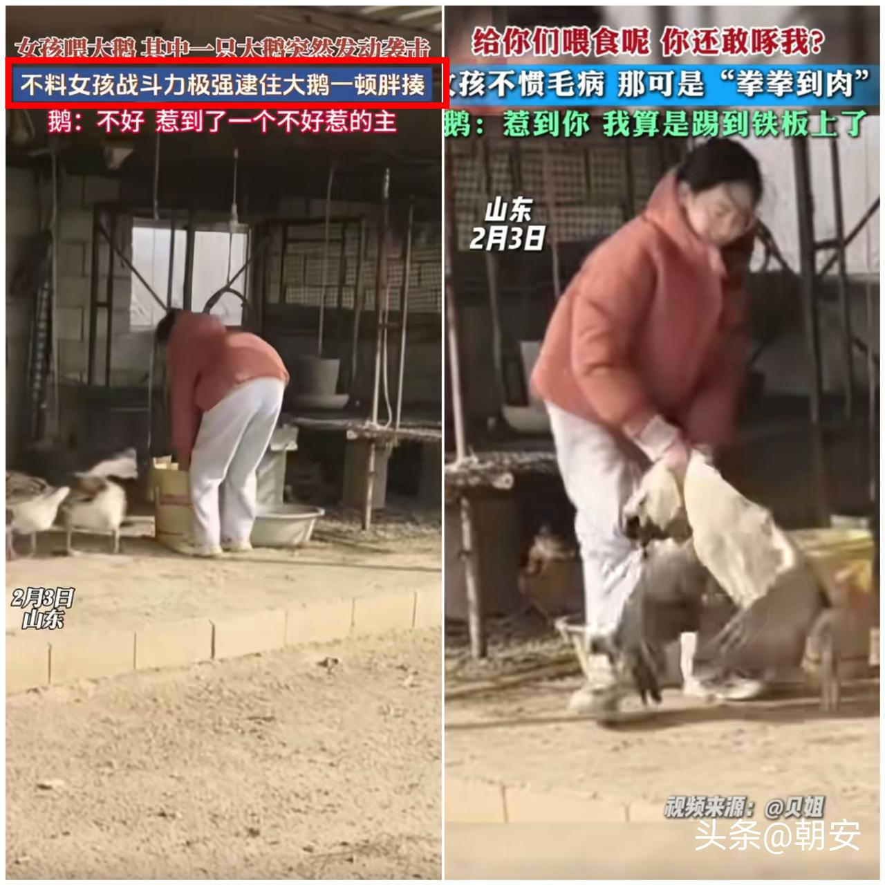 “这女孩厉害了”！

村霸大鹅主动袭击，本想啄人逞威风，结果碰上硬茬直接被治服。