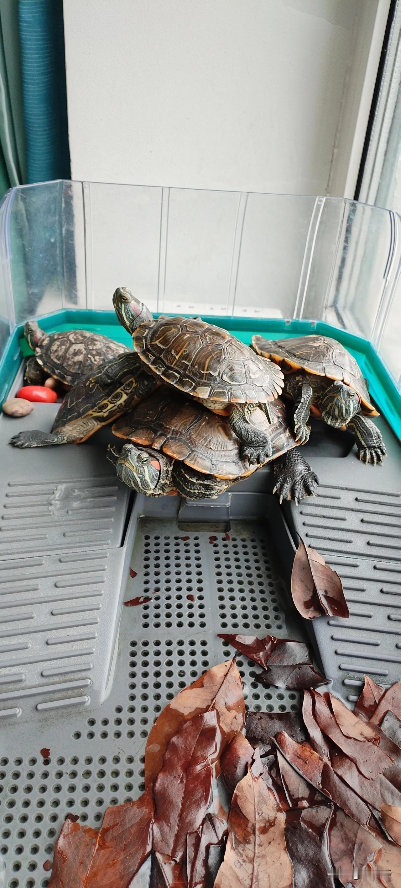 
乌龟快乐的一天