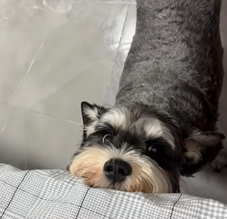 完全狗狗视角 