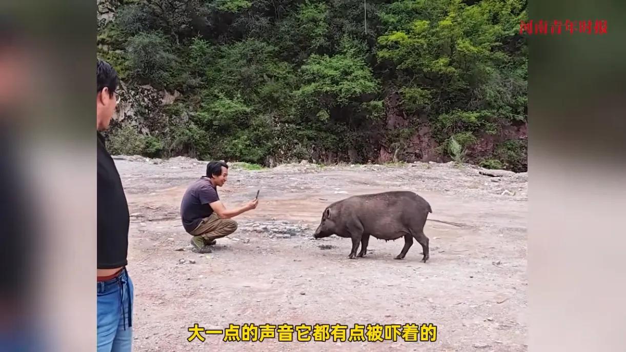 318国道上最近出了件稀罕事：一位卖炒饭的摊主连续几天投喂野猪，结果这头原本凶猛