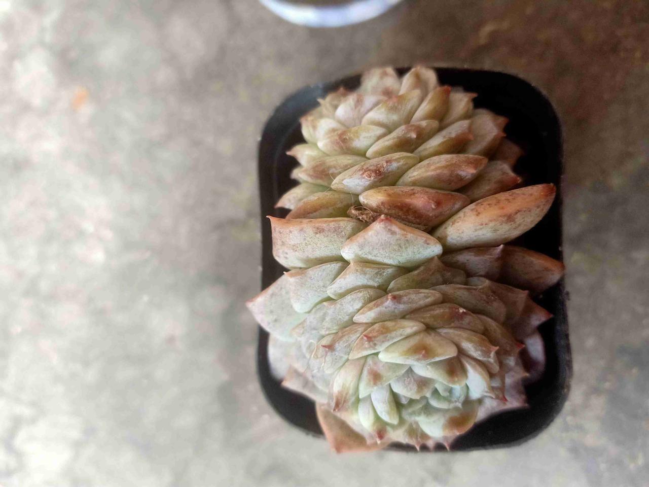 我的今日状态：😎自信酷炫
我这里的天气：🍂微风