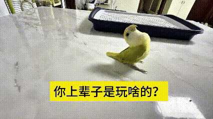 谁能料到，短短五秒的小鹦鹉视频，轻松拿下四百多万点赞，转发数据也十分可观，直接火