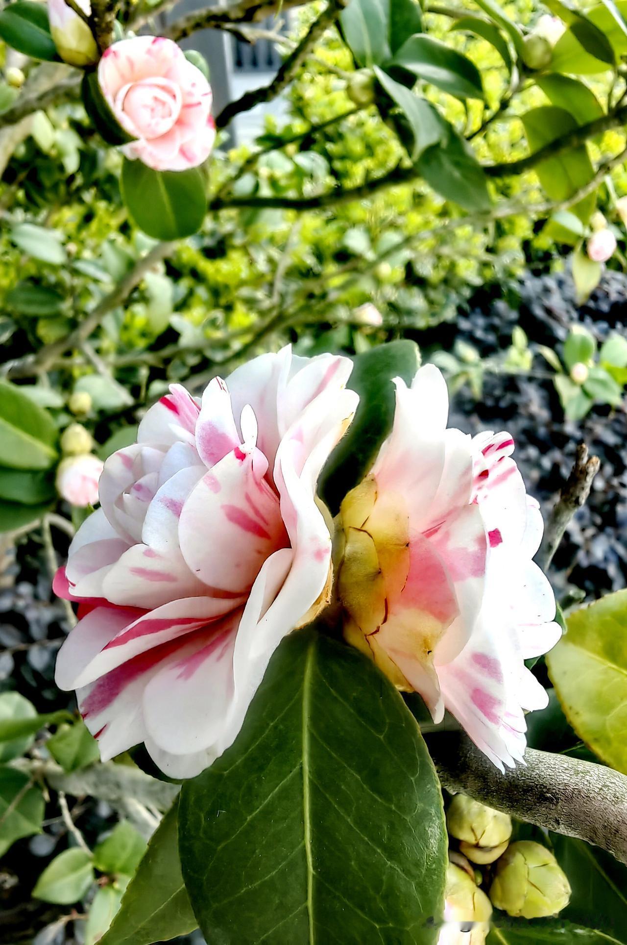 [玫瑰][玫瑰]山茶花，是一种独特的花。霜雪未消时，它就在墨绿枝叶间带来惊喜。肥