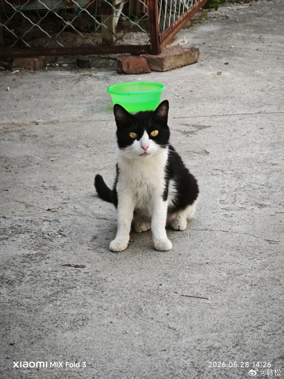 路遇小猫喵喵叫。 