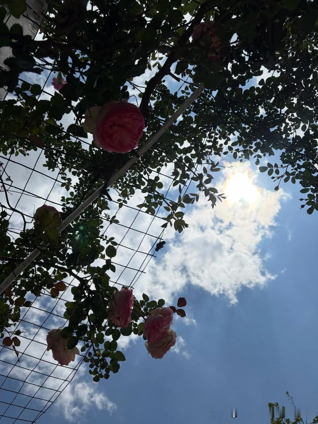 今年春天最想实现的心愿春天看花，花草很美，春天的故事不仅仅是花草的故事，也是人心