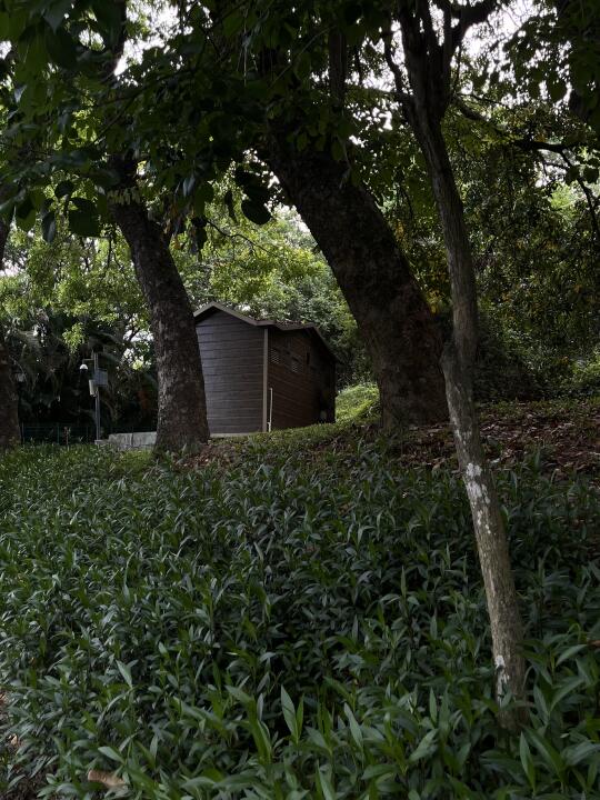 🏘️🍵