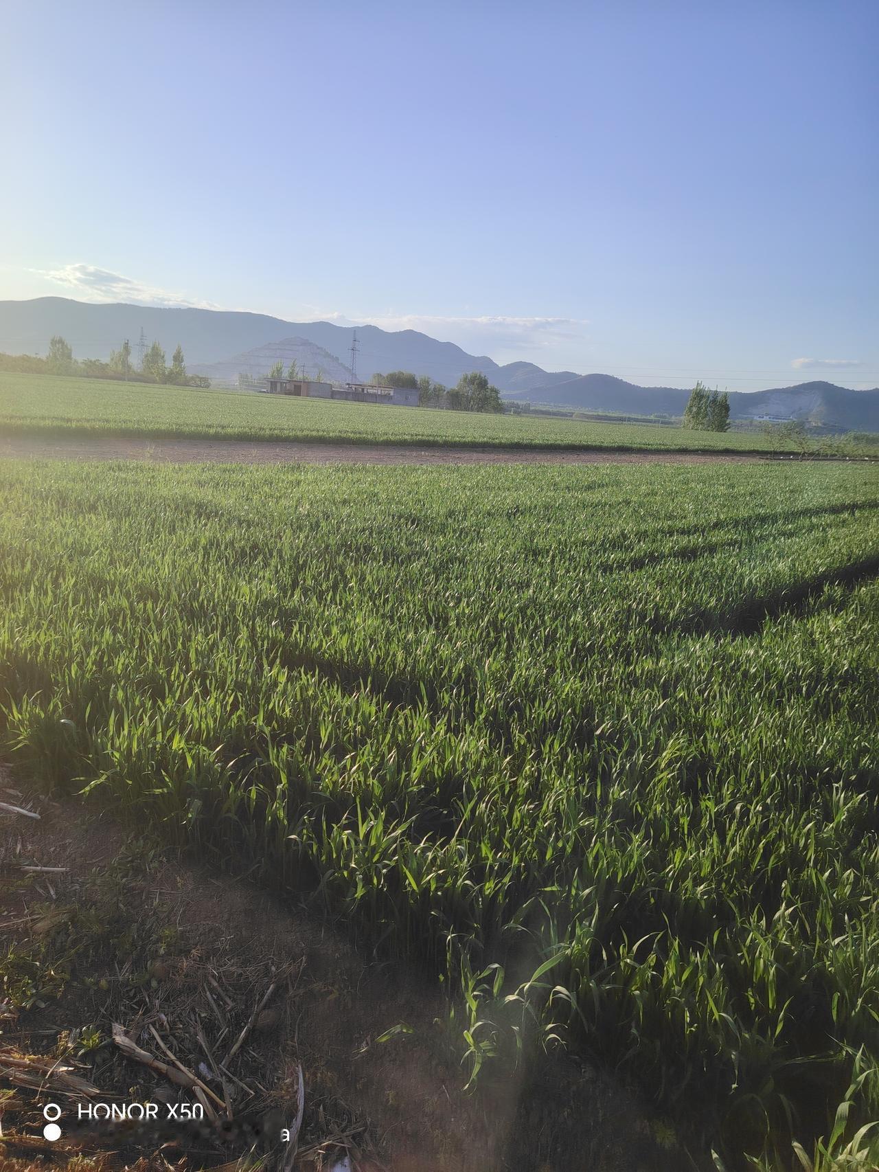 春日生活打卡季 绿意盎然的田野，生机勃勃的春日景象。