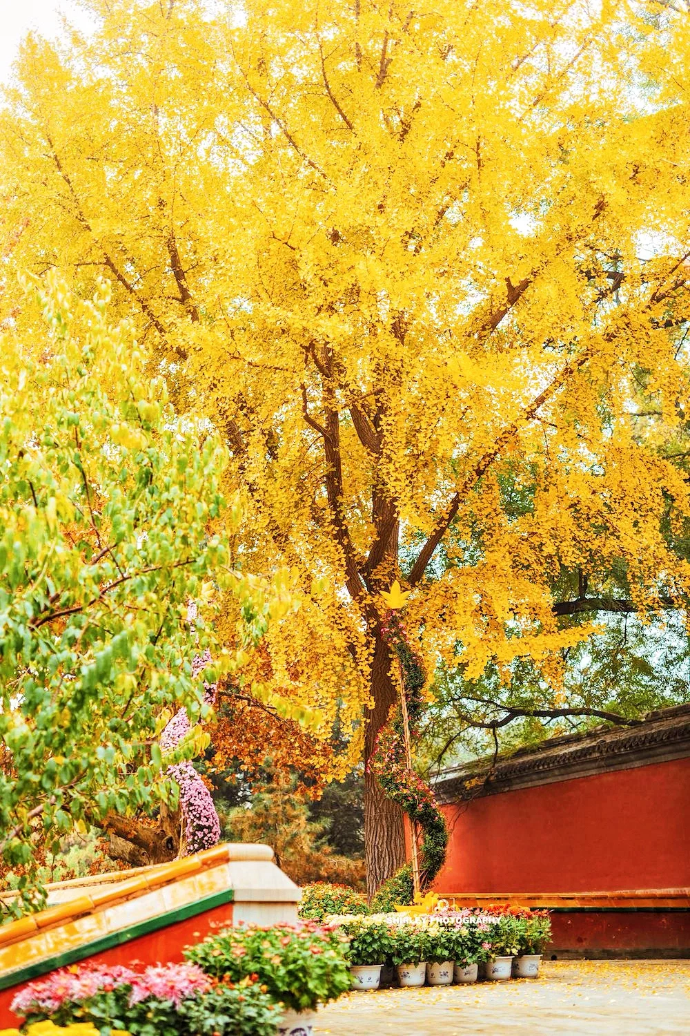 连续4年去北京赏秋🍁终于写了这份路线指南